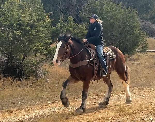 trail-clydesdale-horse