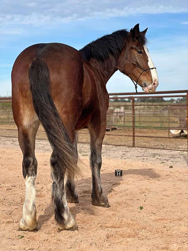 flashy-clydesdale-horse