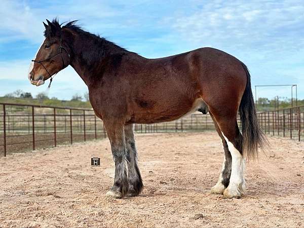 husband-safe-clydesdale-horse