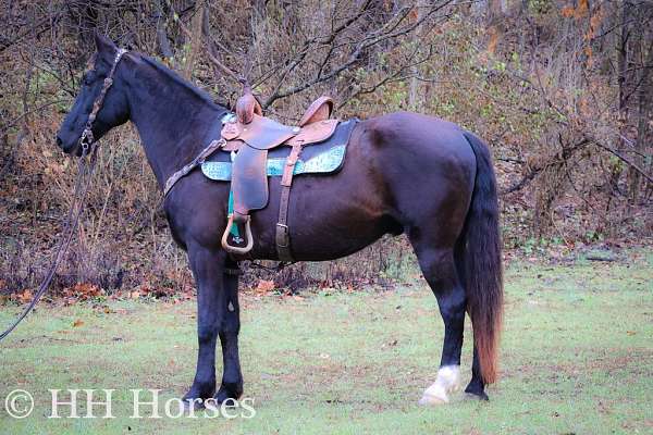 all-around-kentucky-mountain-horse