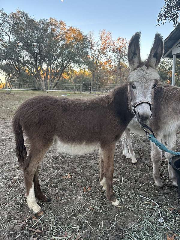 donkey-colt