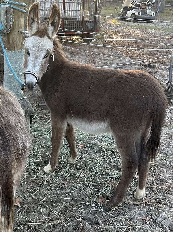 donkey-colt