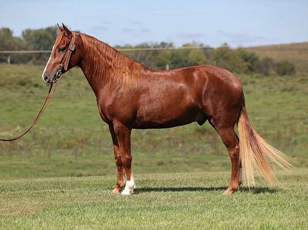 kentucky-mountain-saddle-horse-gelding