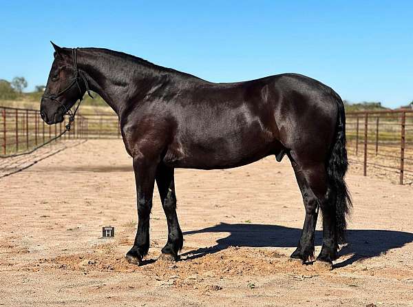 kentucky-mountain-saddle-horse-tennessee-walking