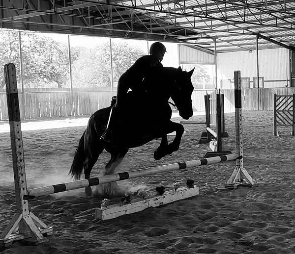 gaited-horse-tennessee-walking