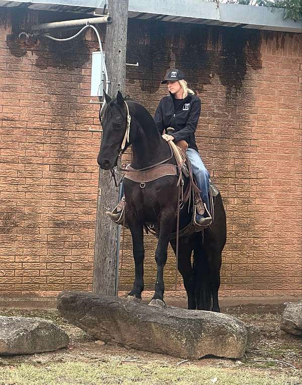 family-horse-tennessee-walking