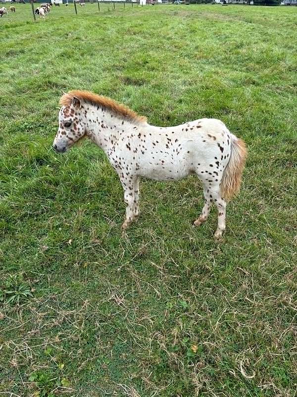 0-hand-miniature-horse