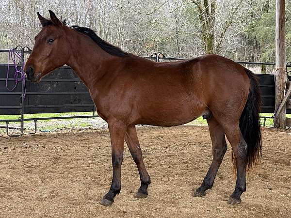 quarter-horse-gelding