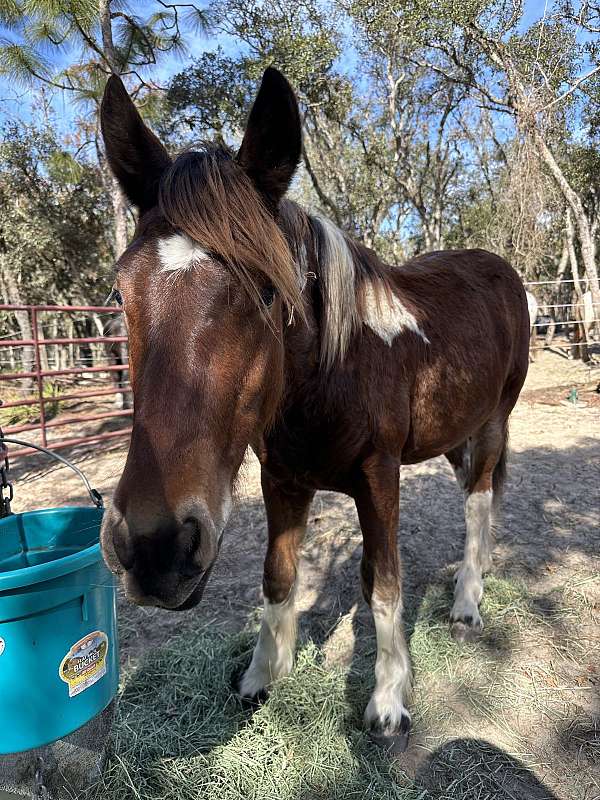 tobiano-yearling