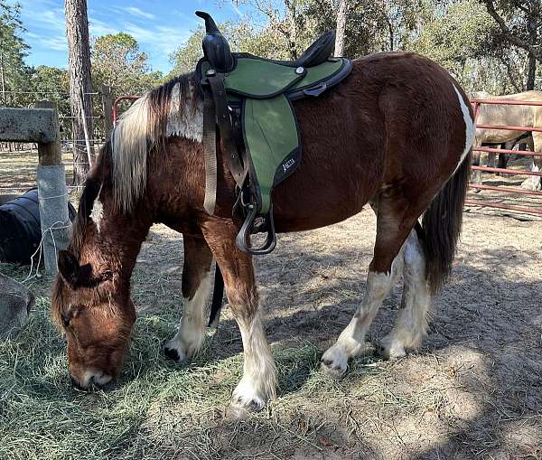 tobiano-drum-yearling