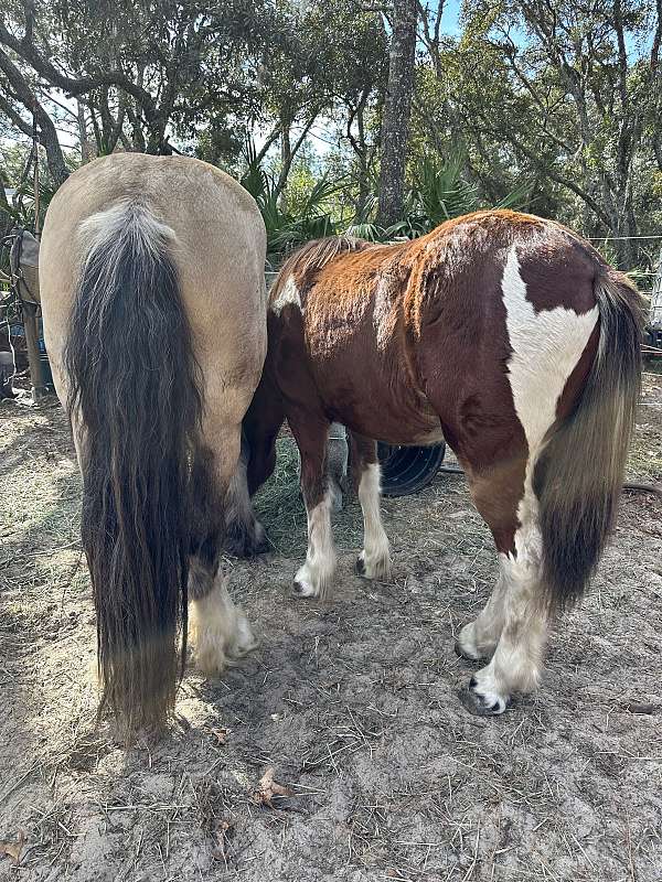 tobiano-mustang-colt