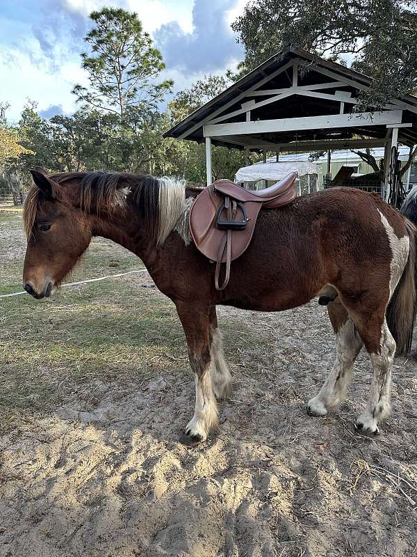 tobiano-mustang-stallion