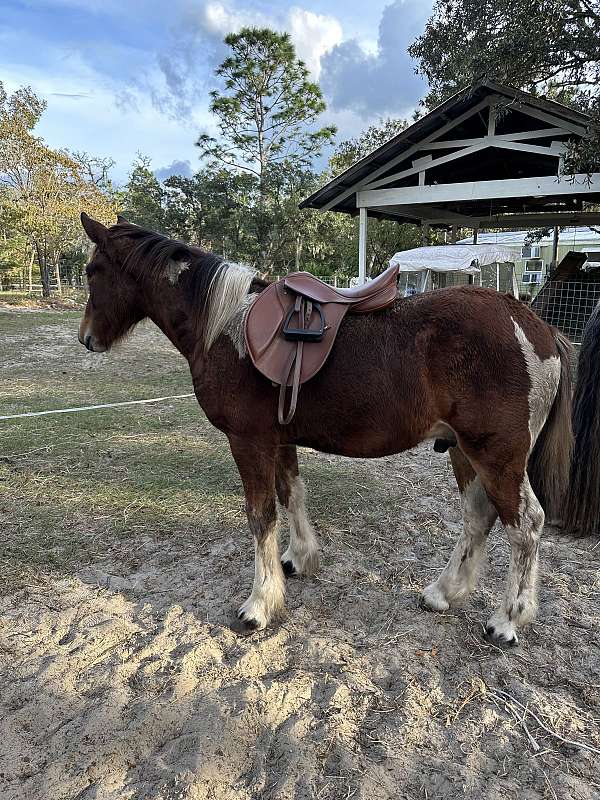 tobiano-mustang-yearling