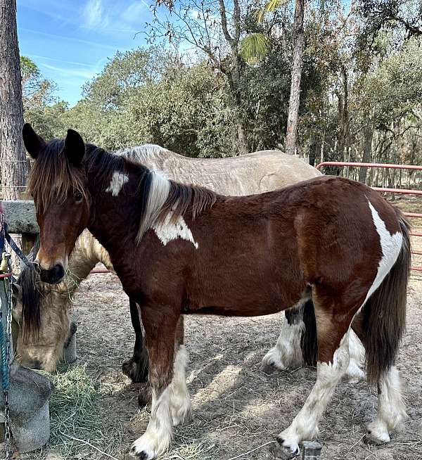 tobiano-draft-yearling