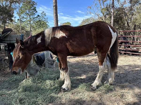 13-hand-draft-yearling