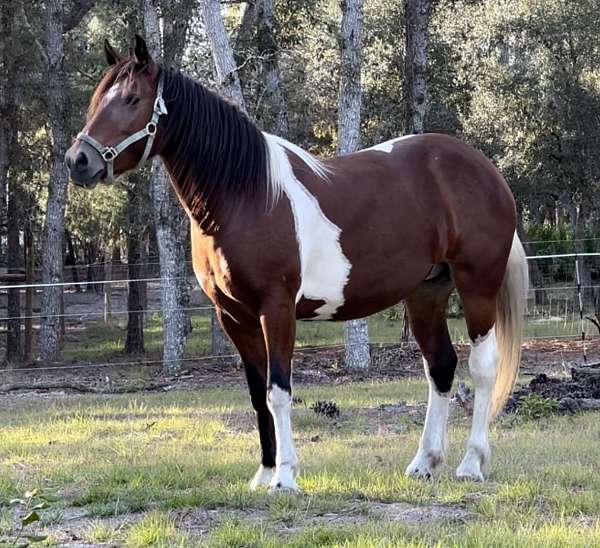 tobiano-drum-yearling