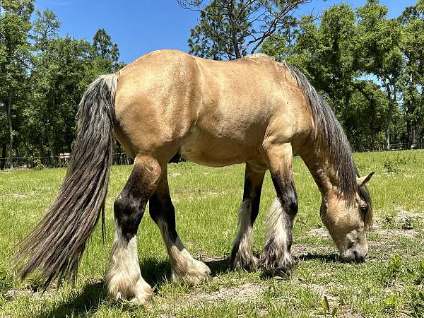 tobiano-mustang-colt