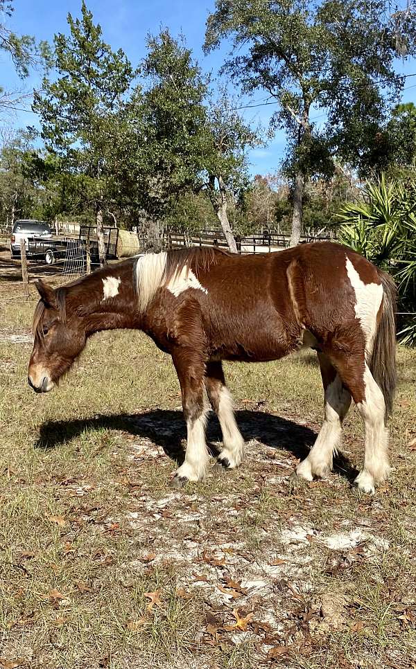 tobiano-draft-yearling