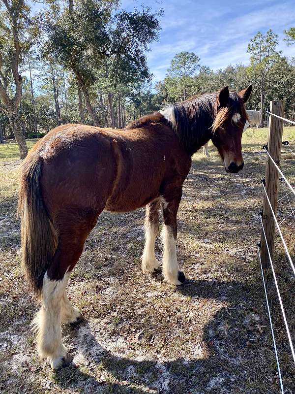 13-hand-draft-yearling