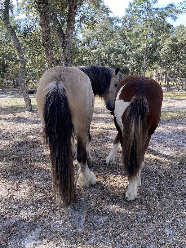 tobiano-mustang-stallion