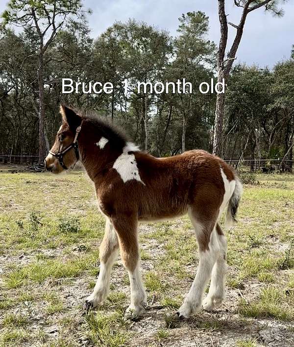 tobiano-mustang-yearling