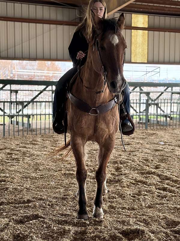 quarter-horse-gelding