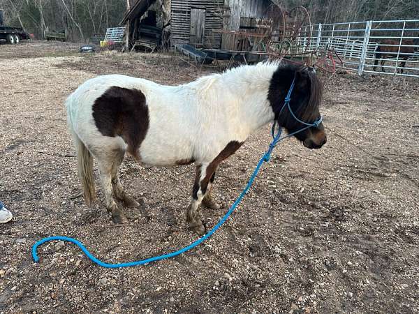 trail-riding-youth-pony