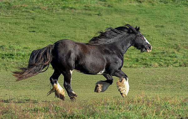 all-around-trail-riding-gypsy-vanner-horse