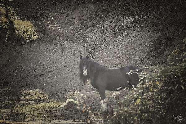 all-around-trail-riding-gypsy-vanner-horse