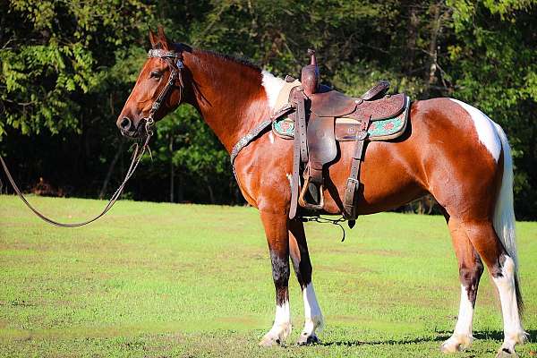 all-around-friesian-horse