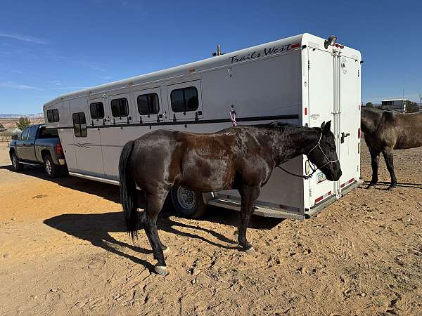 smokey-black-trail-riding-working-cattle-horse