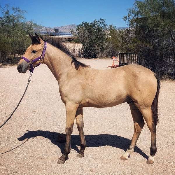 apha-draft-horse