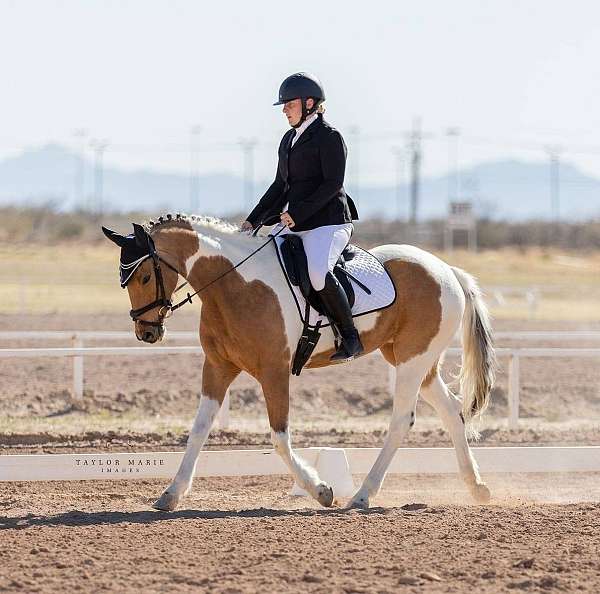 buckskin-colt-draft-horse