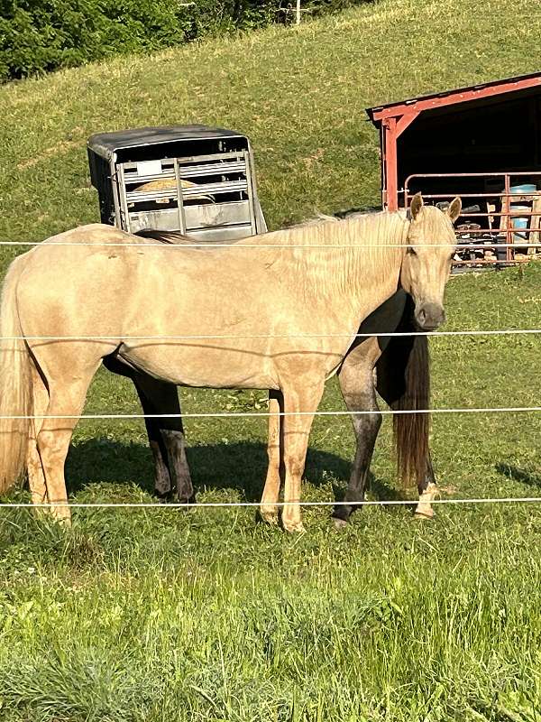 palomino-foundation-trail-horse