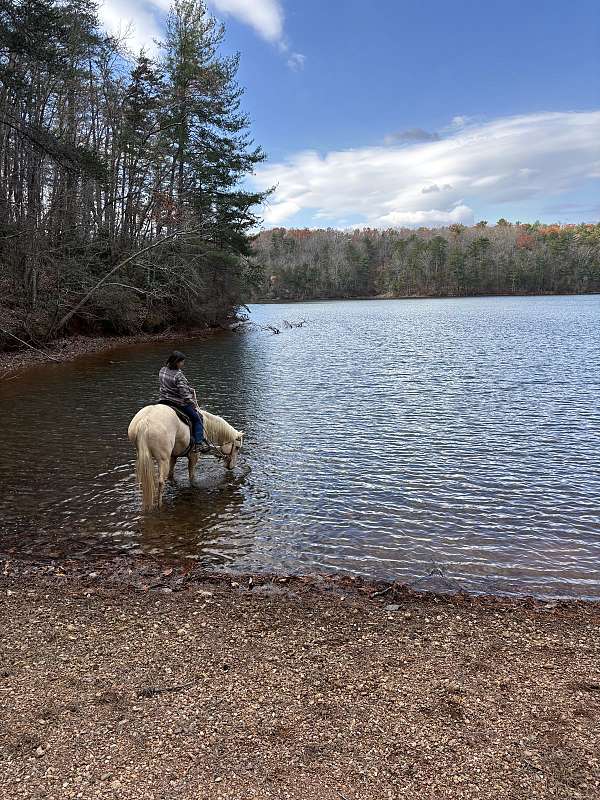 palomino-star-in-forehead-horse