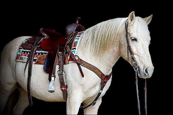 palomino-none-horse