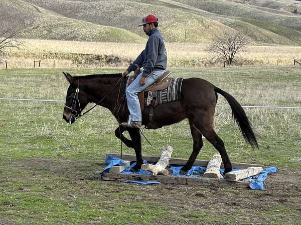 trail-quarter-horse