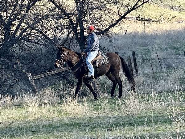 around-quarter-horse