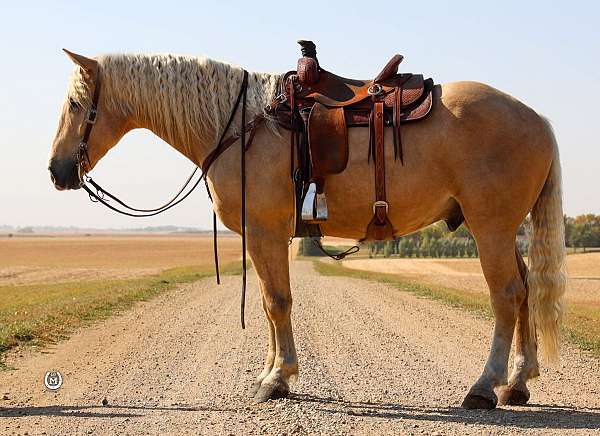 palomino-blaze-horse