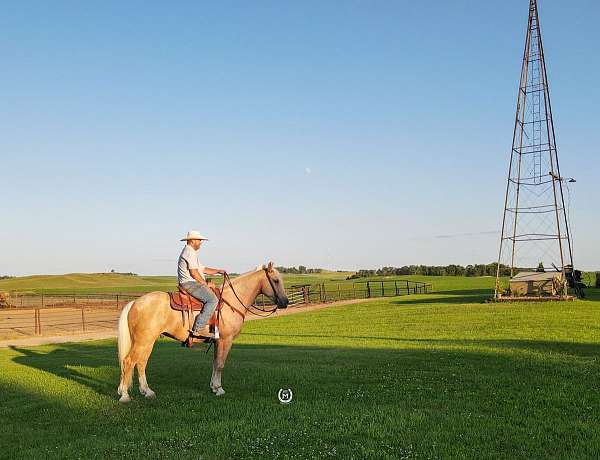 trail-quarter-horse