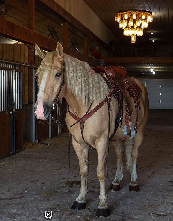 husband-safe-quarter-horse