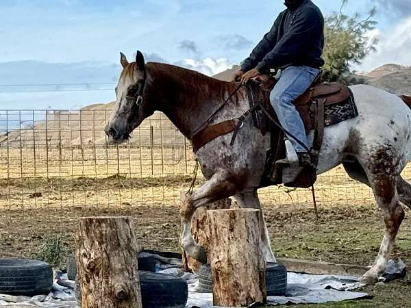 beginner-safe-quarter-horse