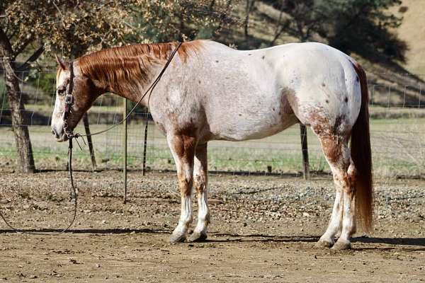 palomino-blaze-horse