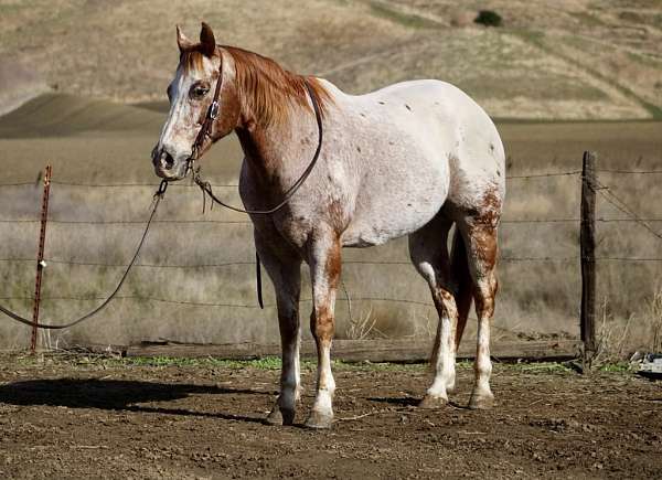 ranch-work-quarter-horse