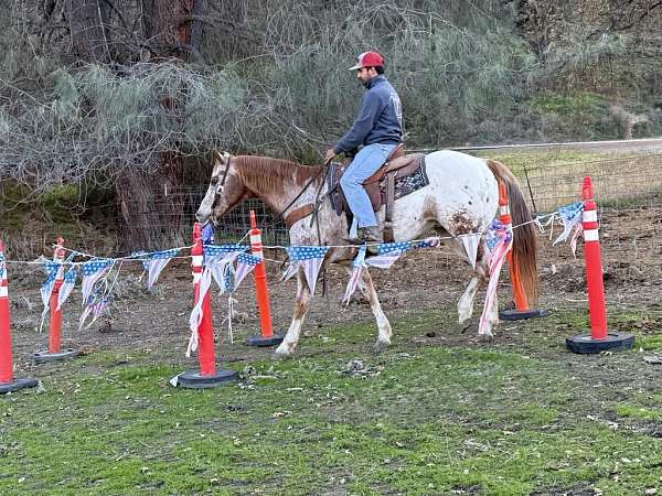 all-around-quarter-horse