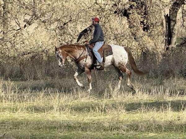 athletic-quarter-horse