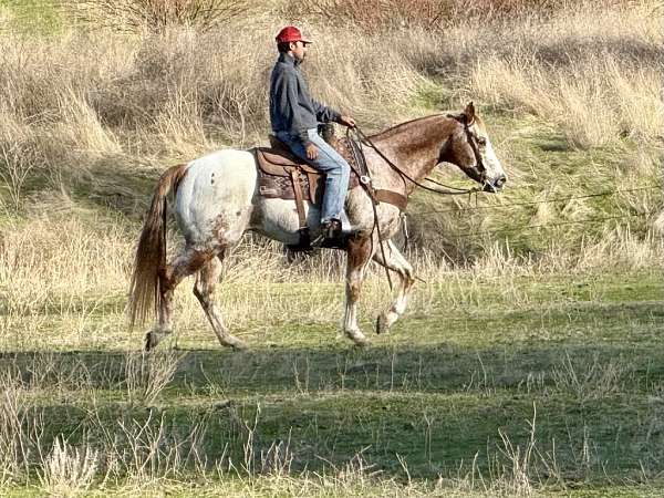 beginner-quarter-horse