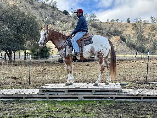 trail-quarter-horse