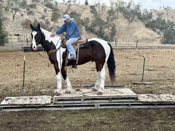 all-around-quarter-horse