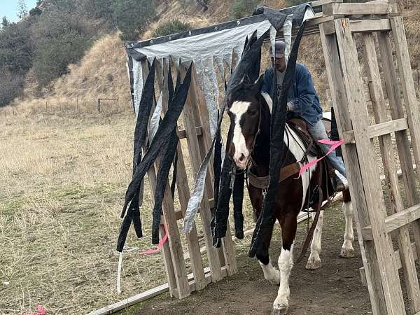 trail-quarter-horse